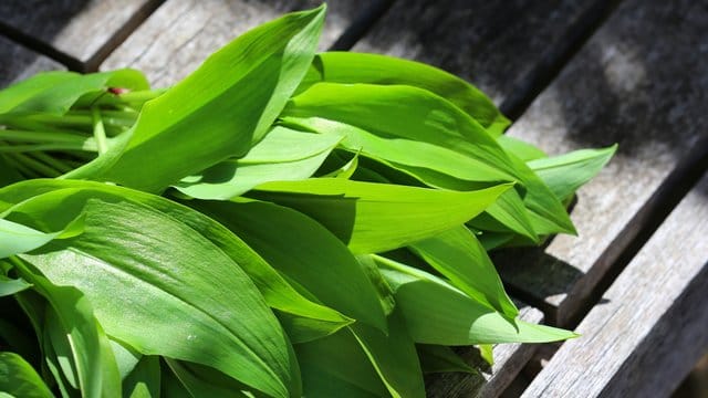 Vor der Verarbeitung sollte Bärlauch gewaschen und trockengeschleudert werden.