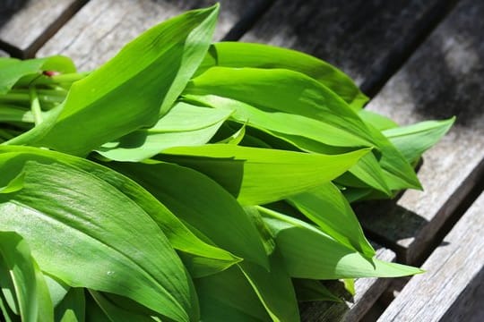 Vor der Verarbeitung sollte Bärlauch gewaschen und trockengeschleudert werden.