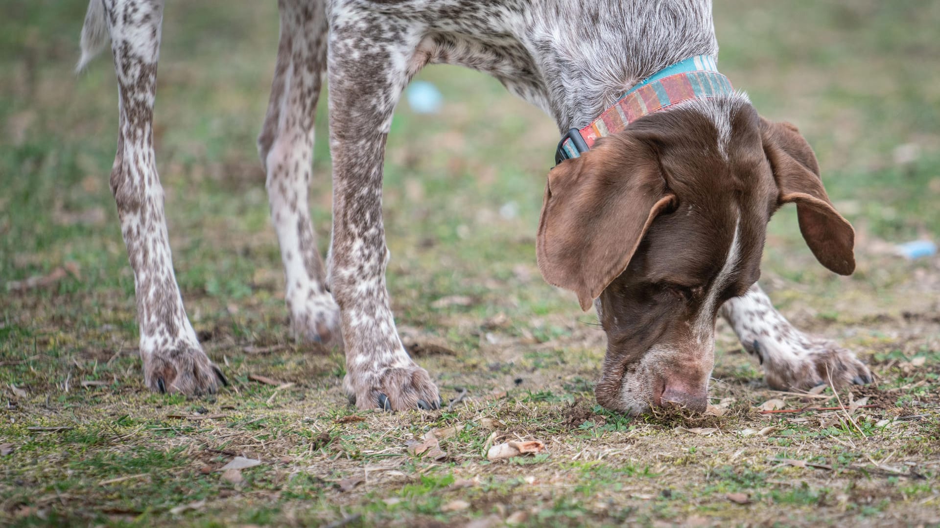 Nevio, der Deutschkurzhaar-Mix: Wenn ein Hund aus Versehen Marihuana-Reste frisst, ist eine schnelle ärztliche Betreuung wichtig.