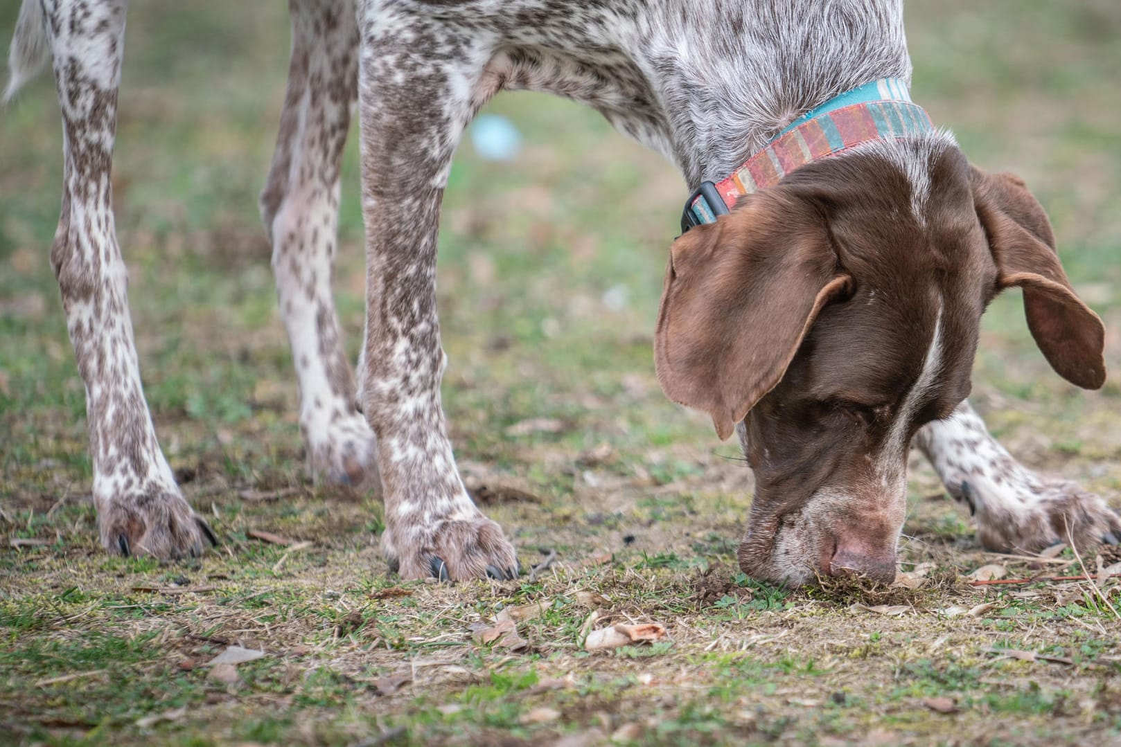 Nevio, der Deutschkurzhaar-Mix: Wenn ein Hund aus Versehen Marihuana-Reste frisst, ist eine schnelle ärztliche Betreuung wichtig.