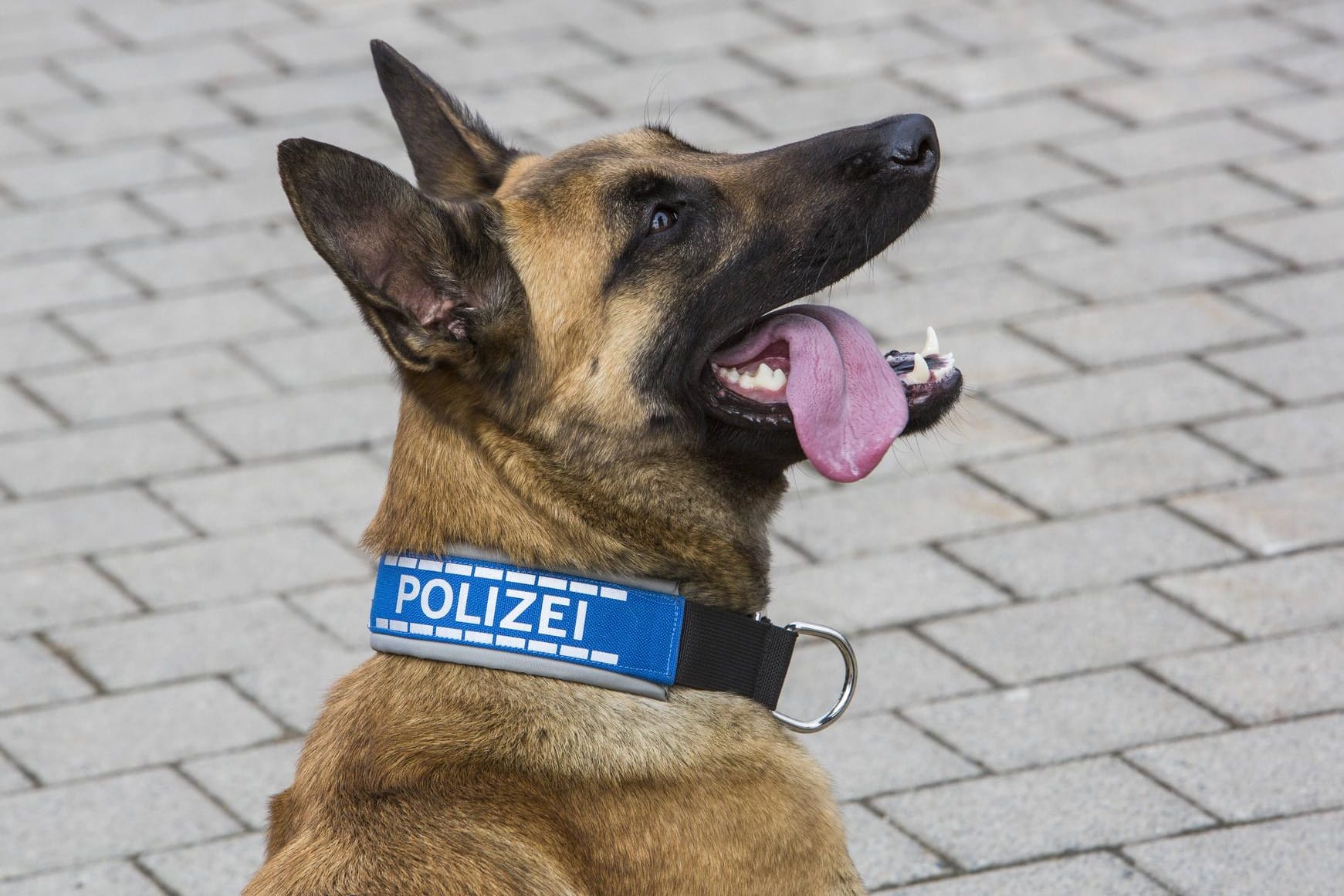 Polizeihund: Diensthundeführer haben für den Fall einer Vergiftung immer ein Notfallset dabei.