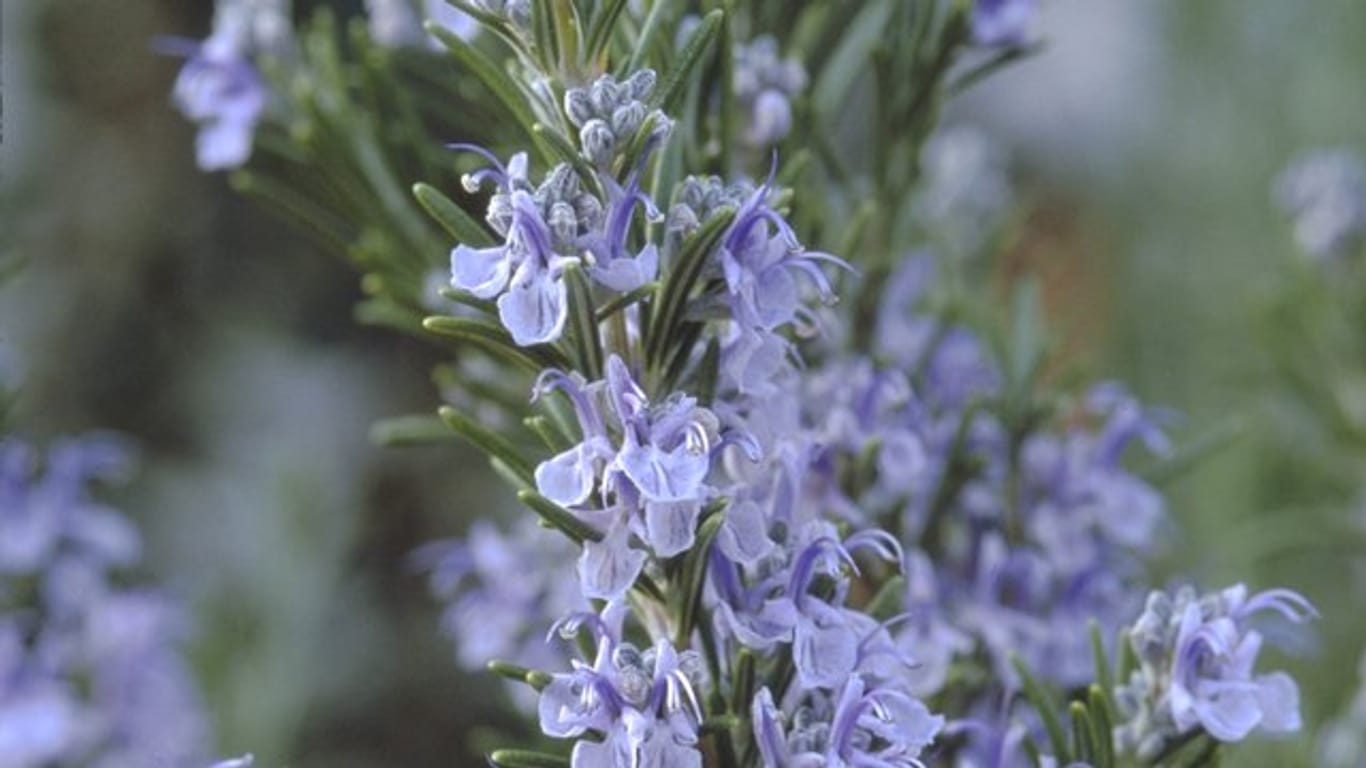 Der Rosmarin bildet schon früh hübsche Blüten, meist in einem Blau- oder Lilaton.