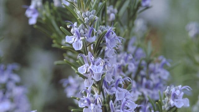 Der Rosmarin bildet schon früh hübsche Blüten, meist in einem Blau- oder Lilaton.