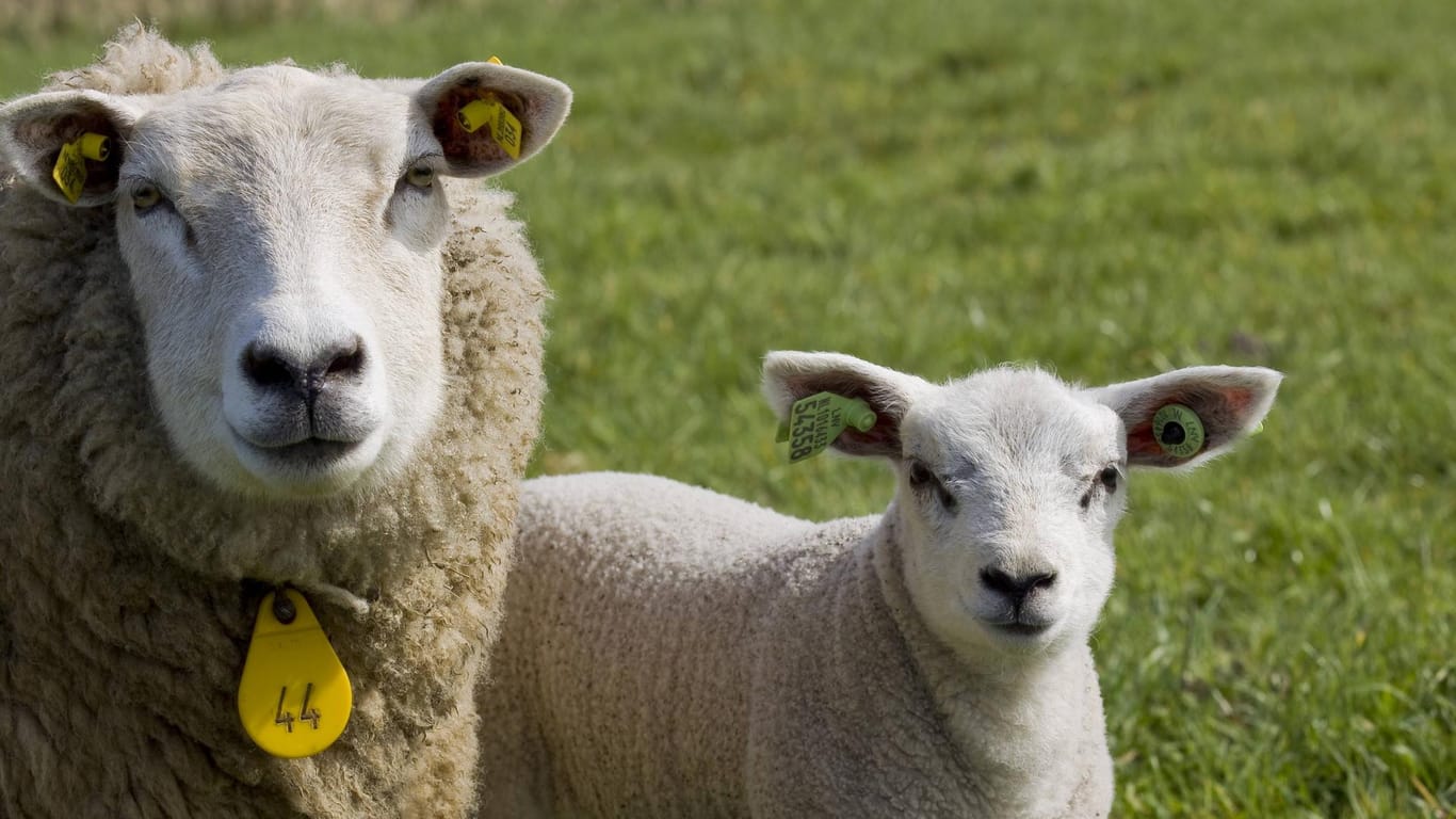Schafe: In Papenburg wurde eine 43-Jährige von zwei Tieren verletzt. (Symbolbild)