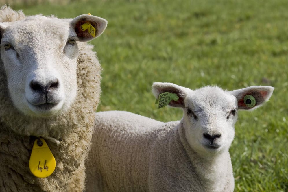 Schafe: In Papenburg wurde eine 43-Jährige von zwei Tieren verletzt. (Symbolbild)