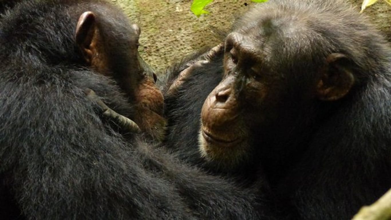 Schimpansen haben eine ungewöhnlich große Verhaltensvielfalt.
