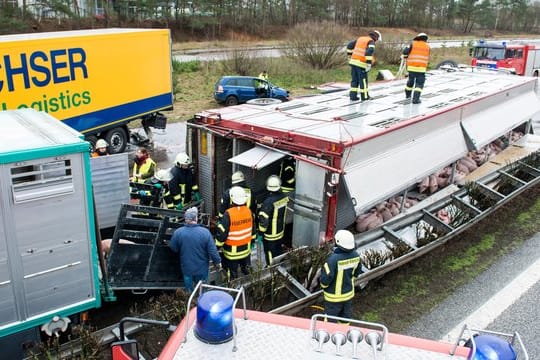 Feuerwehrleute an dem verunglückten Viehtransporter.