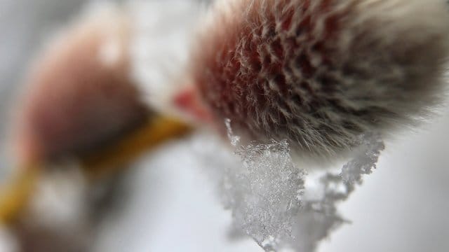 Nachdem der letzte Schnee verschwunden ist, zeigt sich das Weidenkätzchen als Frühlingsbote.