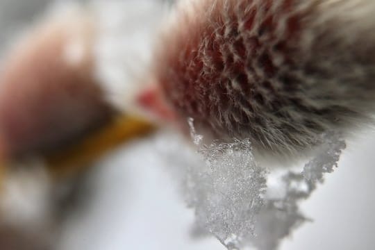 Nachdem der letzte Schnee verschwunden ist, zeigt sich das Weidenkätzchen als Frühlingsbote.