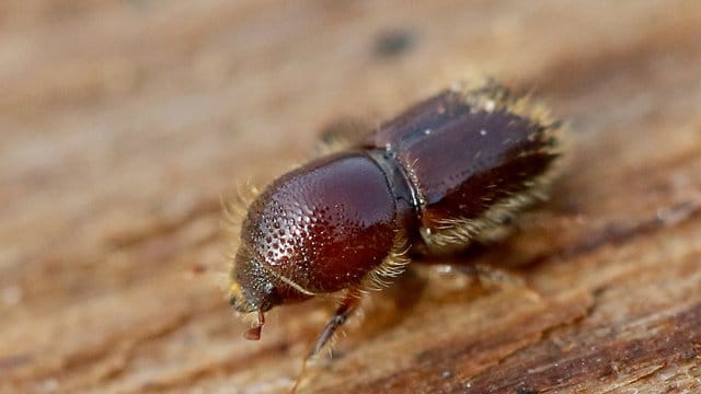 Ein Borkenkäfer: Die Insekten haben viele deutsche Wälder geschädigt.