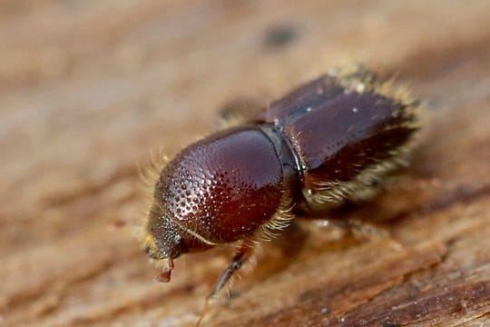 Ein Borkenkäfer: Die Insekten haben viele deutsche Wälder geschädigt.