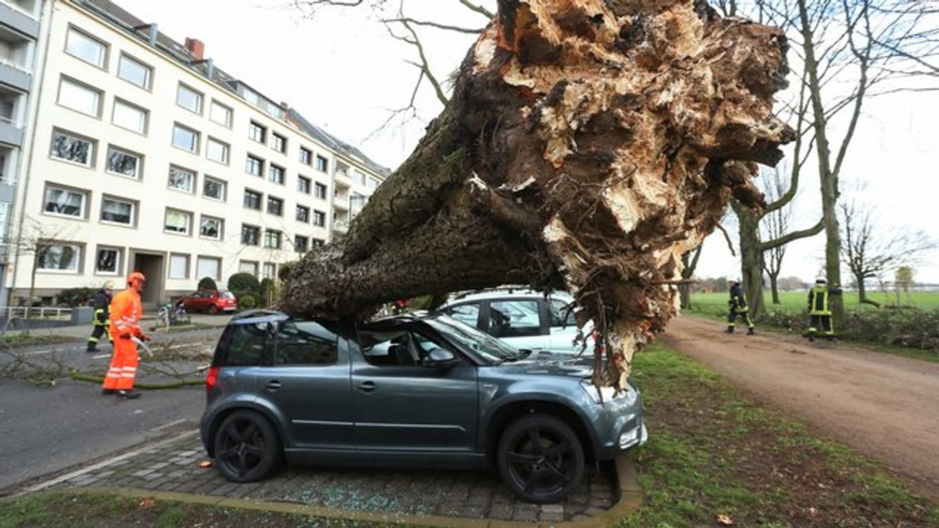 Zwei Stürme haben am Wochenende in NRW Bäume entwurzelt.