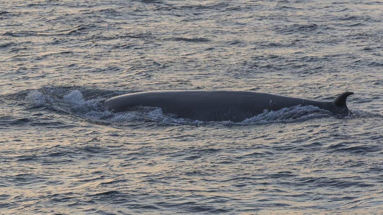 Ein Brydewal: Ein solcher Wal hat einen deutschen Taucher verschluckt – und wieder ausgespuckt.