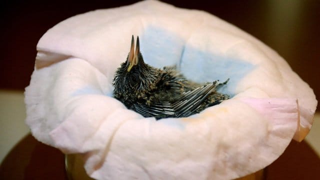 Ein Veilchenohrkolibri-Küken liegt in einem Korb im Vogelpark Walsrode. Ein Veilchenohrkolibri-Küken liegt in einem Korb im Vogelpark Walsrode.