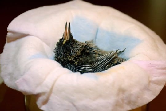 Ein Veilchenohrkolibri-Küken liegt in einem Korb im Vogelpark Walsrode.