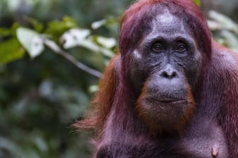 Borneo-Orang-Utan, Tierportrait (Symbolbild): Nach Schätzungen gibt es auf Sumatra und der Nachbarinsel Borneo insgesamt noch etwa 110.000 Orang-Utans.