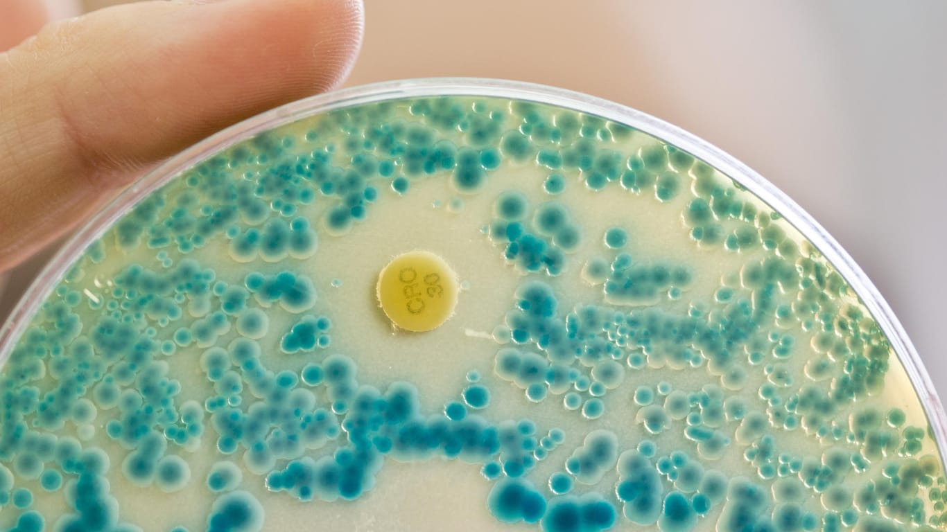 Bakterienkulturen: Super-Erreger könnten zur Hauptursache für vorzeitige Todesfälle werden.