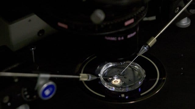 In einem Labor im chinesischen Shenzhen wird eine Embryo behandelt. In einem Labor im chinesischen Shenzhen wird eine Embryo behandelt.