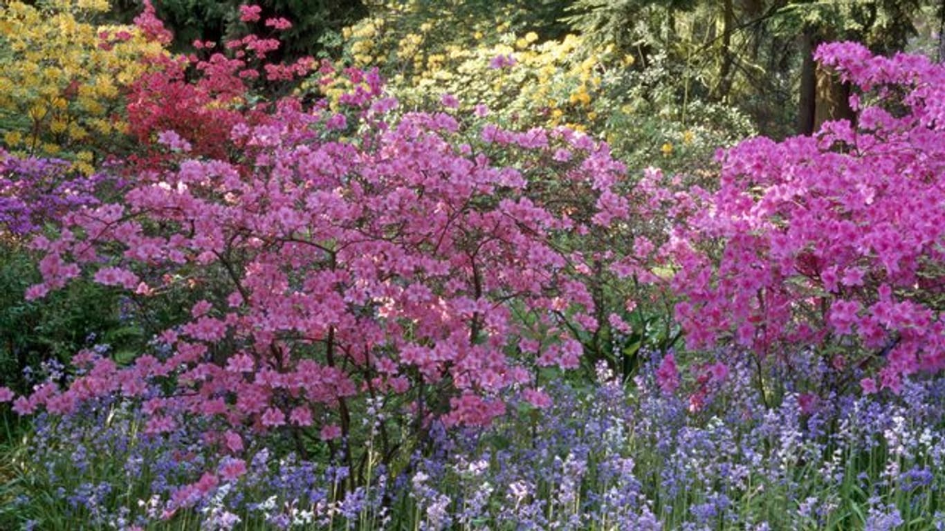 Japanische Azaleen werden zwischen 50 und 130 Zentimeter hoch und sind im Frühjahr über und über mit Blüten besetzet.