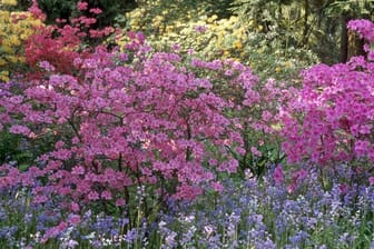 Japanische Azaleen werden zwischen 50 und 130 Zentimeter hoch und sind im Frühjahr über und über mit Blüten besetzet.