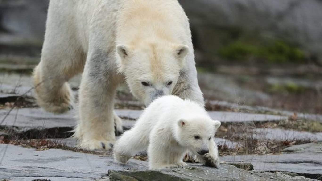 Die kleine, noch namenlose Eisbärin macht ihre erste Erkundungstour im Tierpark mit ihrer Mutter Tonja.