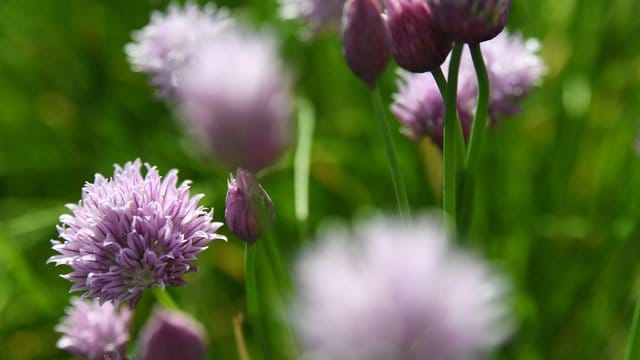 Blüten des Schnittlauchs bieten Bienen Nahrung.