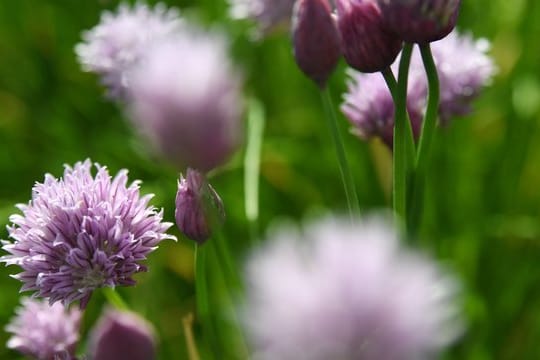 Blüten des Schnittlauchs bieten Bienen Nahrung.