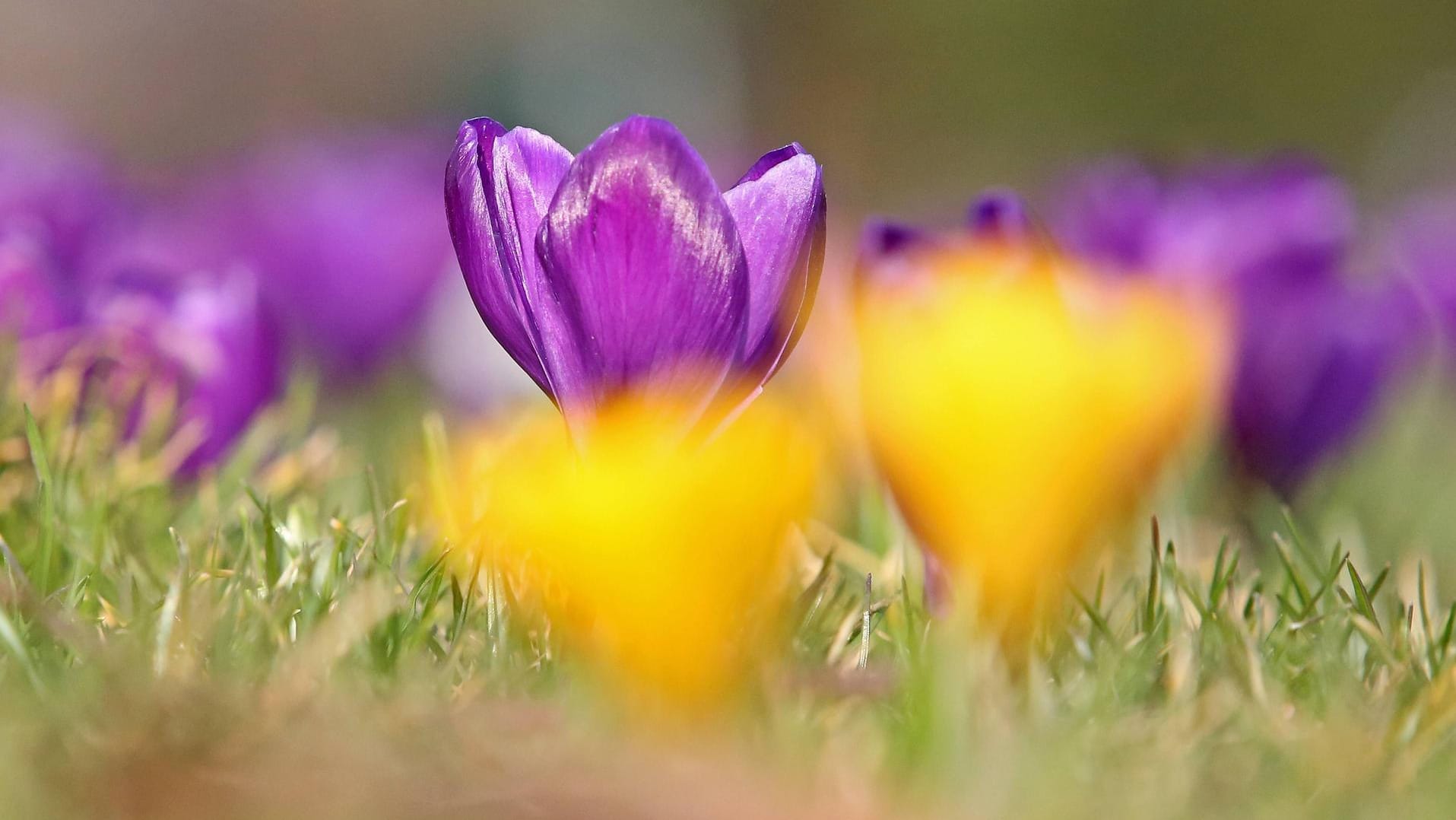 Krokusse blühen im Schlosspark in Siegen (Symbolbild)