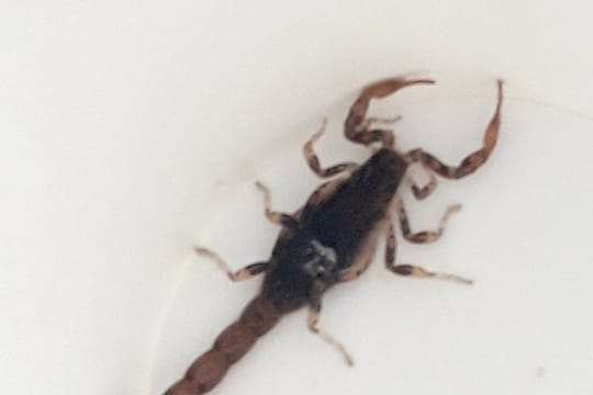 SkorpionDer gefangene Skorpion im Kaffeebecher: Nach dem Vorfall am Dienstagvormittag übergab er den Becher im Stuttgarter Hauptbahnhof einer Polizeistreife.