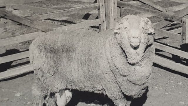 Samenspender aus dem letzten Jahrtausend: Schafbock "Sir Freddie".