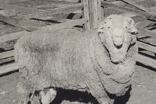 Samenspender aus dem letzten Jahrtausend: Schafbock "Sir Freddie".