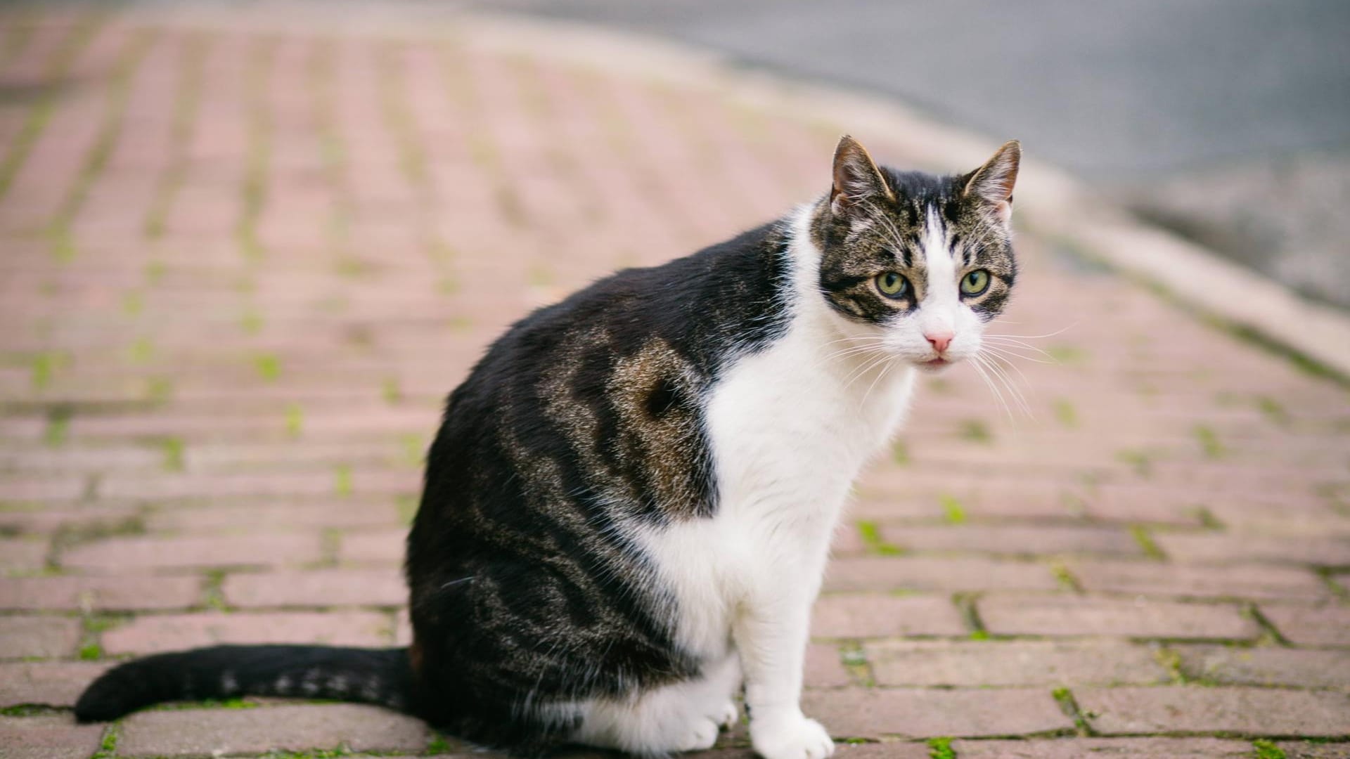 Eine Katze auf der Straße (Symbolbild): Nahe Mülheim verursachte eine Katze einen Verkehrsunfall.