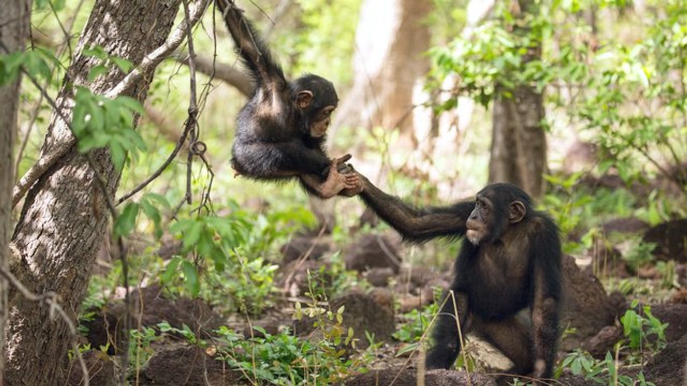 Schimpansenkinder in einer Szene des ersten Teils der fünfteiligen Naturdoku-Reihe "Wilde Dynastien".