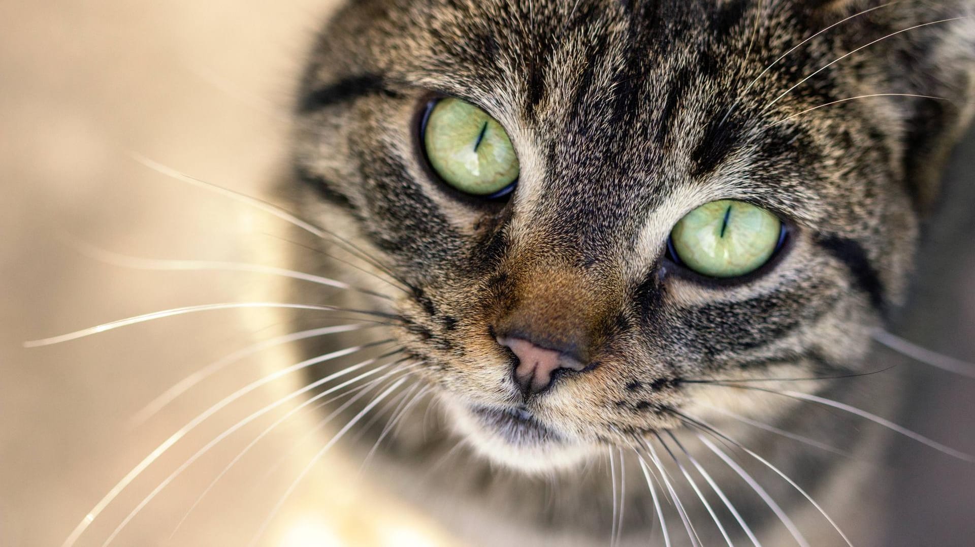 Katze mit vorwurfsvollem Gesicht (Symbolbild): Das Tier konnte sich befreien und lief stark blutend durch die Räume der Wache.