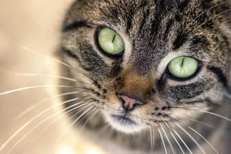 Katze mit vorwurfsvollem Gesicht (Symbolbild): Das Tier konnte sich befreien und lief stark blutend durch die Räume der Wache.