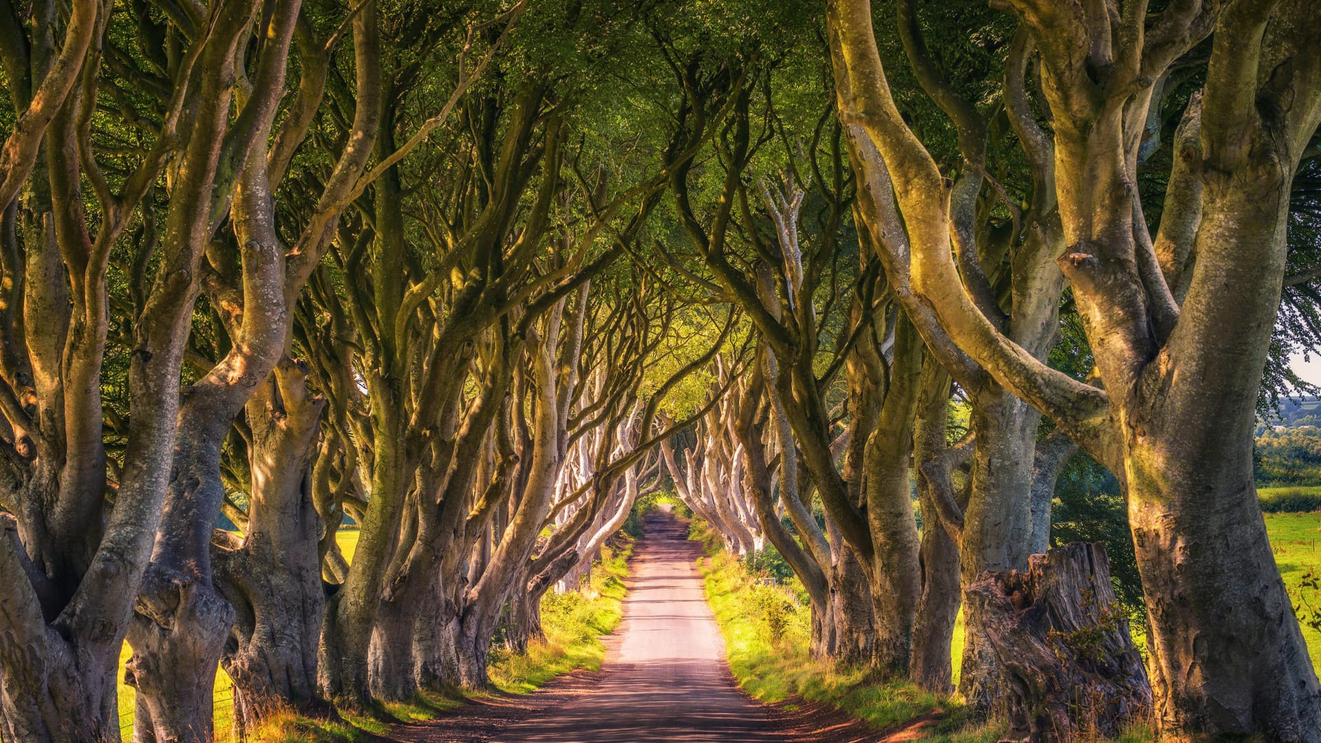 Dark Hedges: Buchen säumen die Straße in Nordirland.