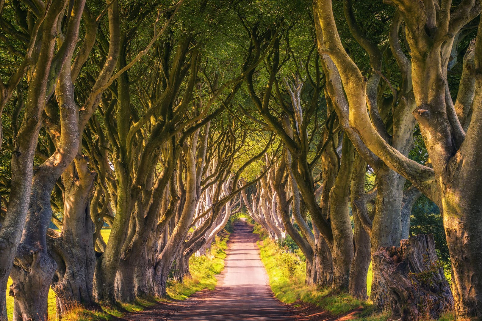 Dark Hedges: Buchen säumen die Straße in Nordirland.