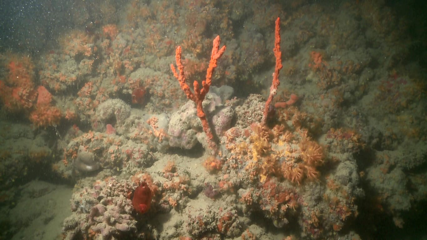 Korallenriff vor Italien