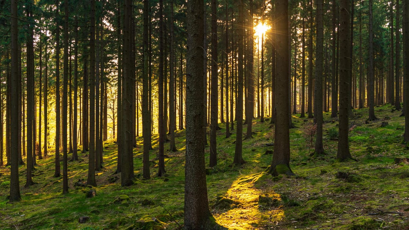Bäume im Wald: Das Statistische Bundesamt hat den prozentualen Anteil an deutschen Waldflächen nach Bundesländern ermittelt.