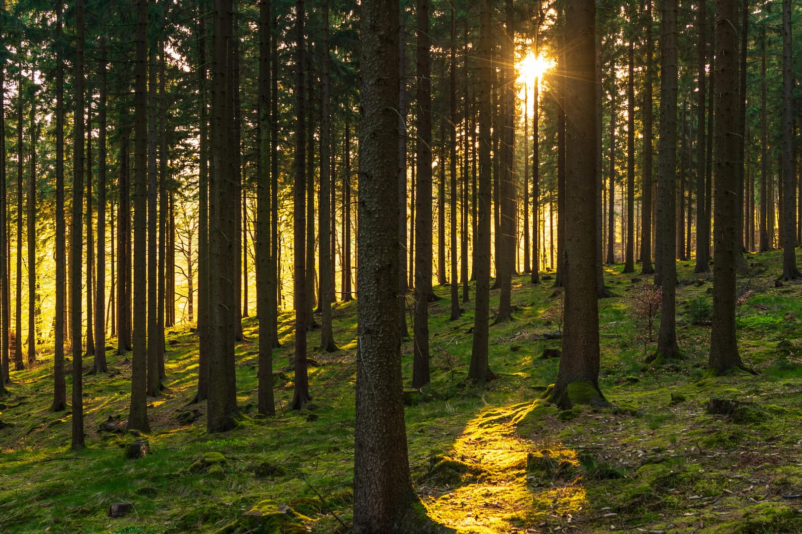 Bäume im Wald: Das Statistische Bundesamt hat den prozentualen Anteil an deutschen Waldflächen nach Bundesländern ermittelt.