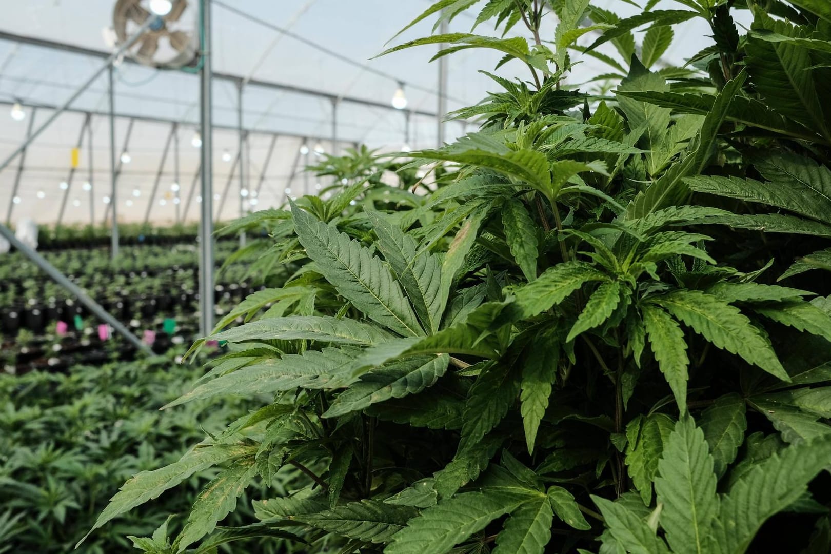 Cannabisanbau: Die Grünen wollen in Berlin und Brandenburg Gras anbauen lassen.