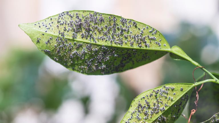 Blatt mit Schädlingsbefall: Die kleinen Insekten sind sowohl auf Zier- als auch auf Nutzpflanzen zu finden.