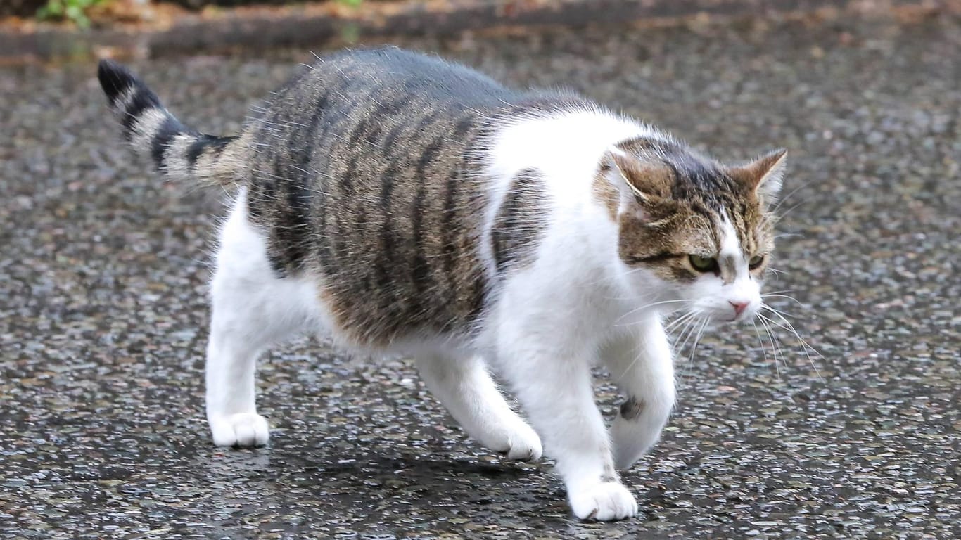 Nein, das ist nicht die Katze der französischen Europaministerin Nathalie Loiseau. Das ist Kater Larry, der seit 2011 in der Amtswohnung des britischen Premierministers als Mäusefänger fungiert.