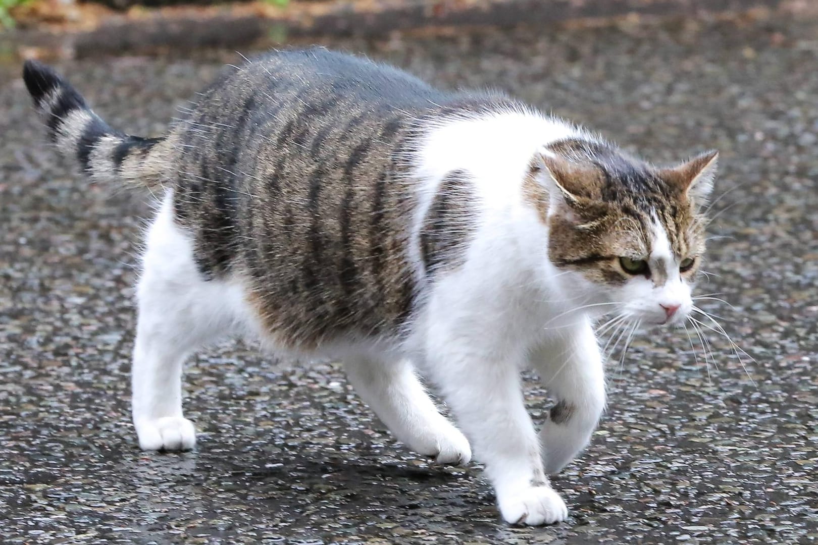 Nein, das ist nicht die Katze der französischen Europaministerin Nathalie Loiseau. Das ist Kater Larry, der seit 2011 in der Amtswohnung des britischen Premierministers als Mäusefänger fungiert.