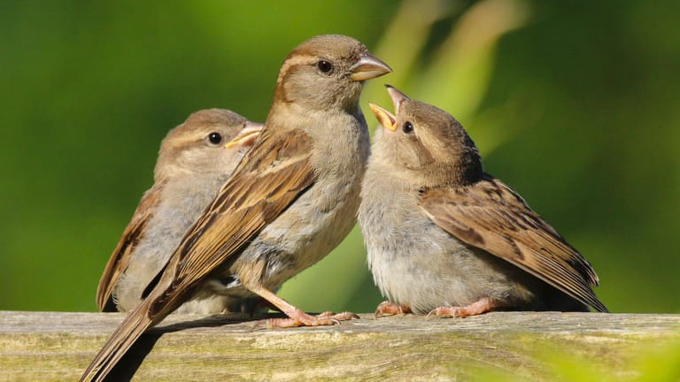 Spatzen: Die Vögel verspeisen Blattläuse und helfen gegen einen Befall mit dem Buchsbaumzünsler.