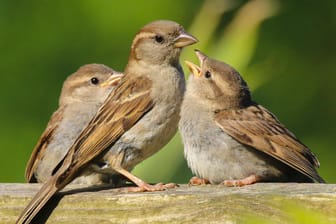Spatzen: Die Vögel verspeisen Blattläuse und helfen gegen einen Befall mit dem Buchsbaumzünsler.
