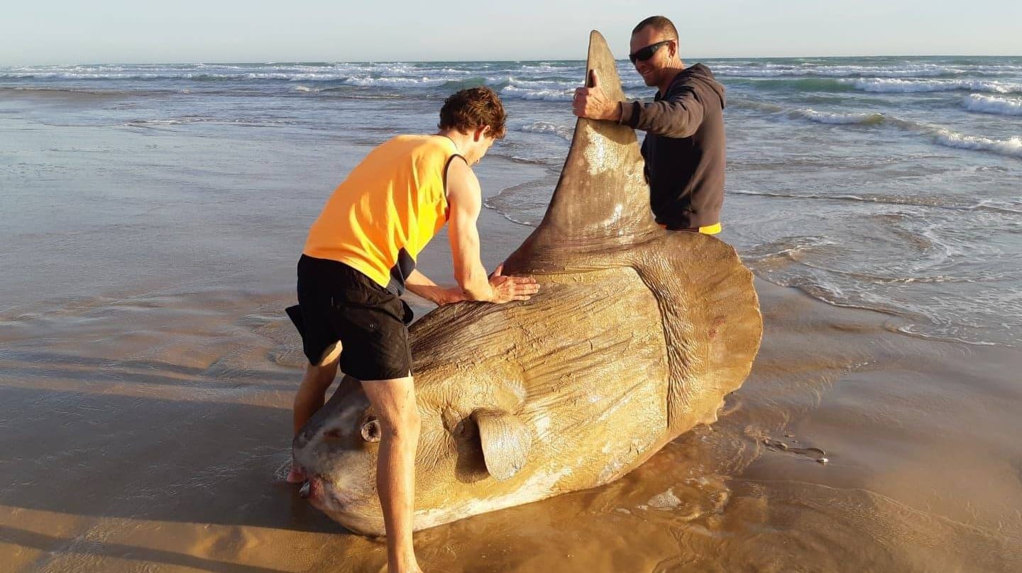 Zwei Australier mit einem Mondfisch: Der Fisch wurde an der Südküste Australiens entdeckt.