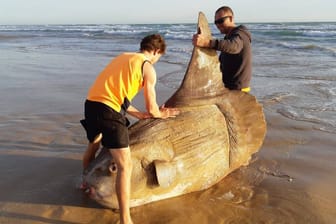 Zwei Australier mit einem Mondfisch: Der Fisch wurde an der Südküste Australiens entdeckt.