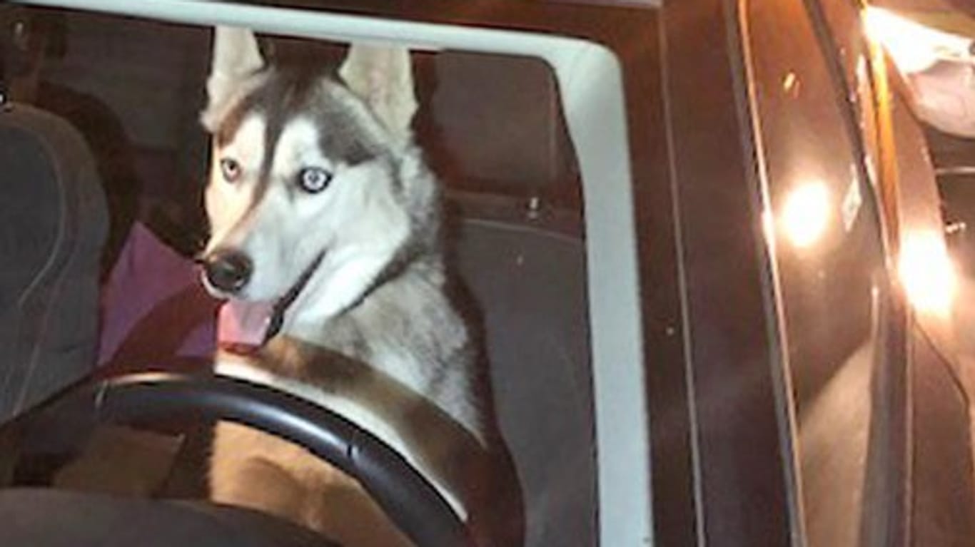 Husky entlaufen: Das Tier floh von Zuhause und wurde von einem vorbeifahrenden Auto aufgesammelt