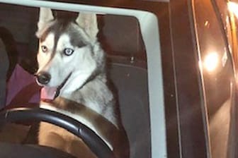 Husky entlaufen: Das Tier floh von Zuhause und wurde von einem vorbeifahrenden Auto aufgesammelt